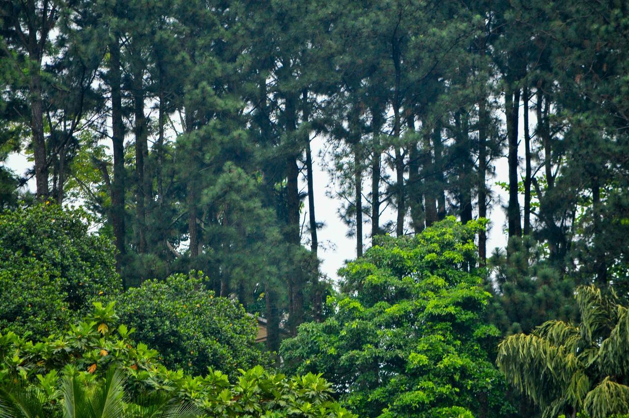 Hotel Vendol Maliga Edge Kandy Esterno foto
